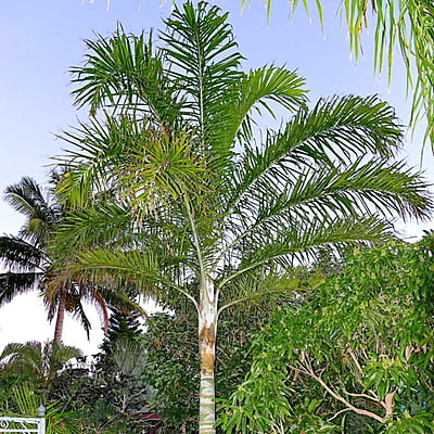 Dypsis Madagascariensis