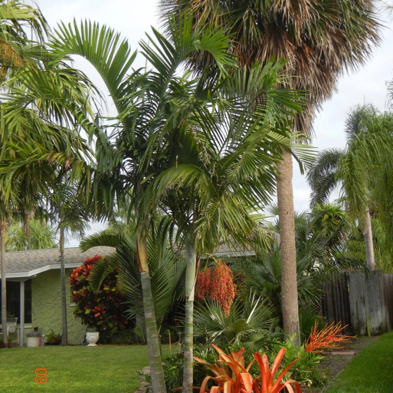 Dypsis 'Mahajanga'