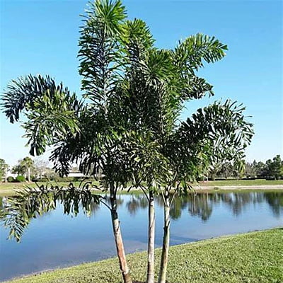 Foxtail Palm