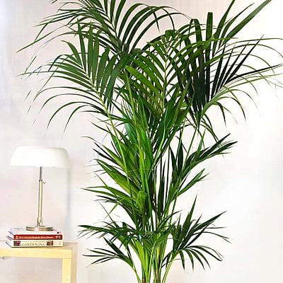 Kentia Palm