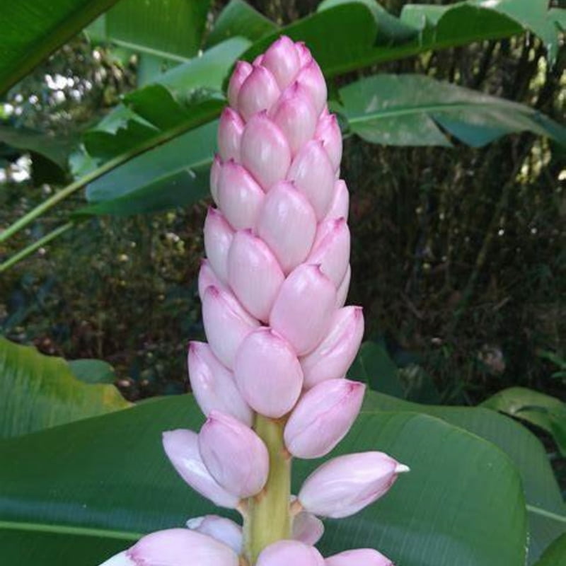 Alpinia spp.