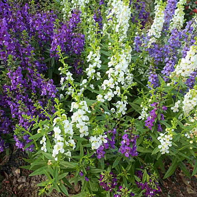 Angelonia