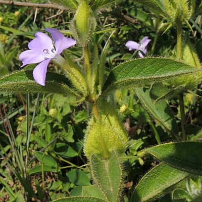 Barleria spp.