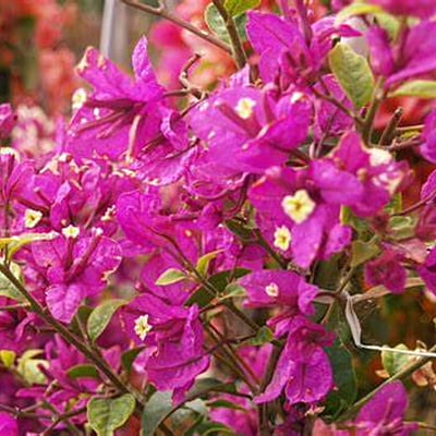 Bougainvillea spp.