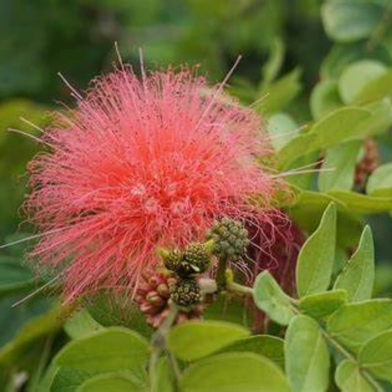 Calliandra Houstoniana