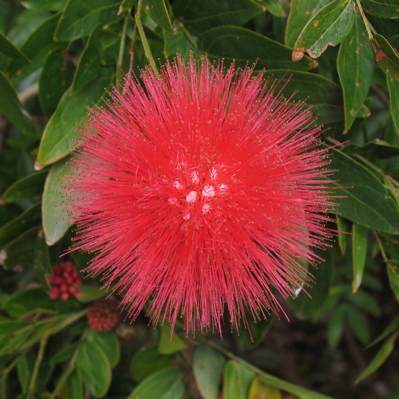 Calliandra spp.