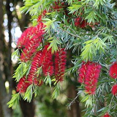 Callistemon Captain Cook