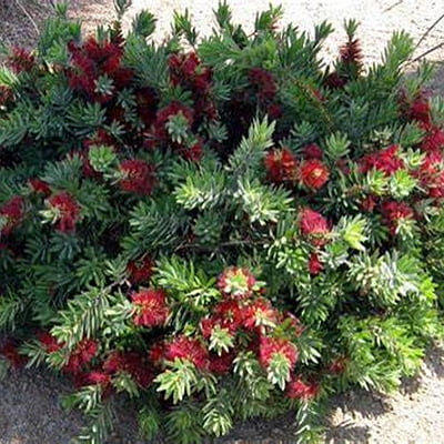 Callistemon Little John