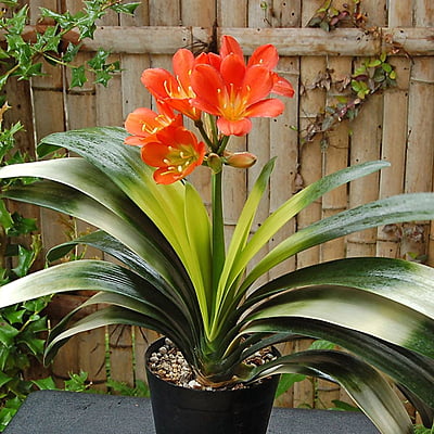 Clivia Miniata