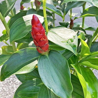 Costus Woodsonii