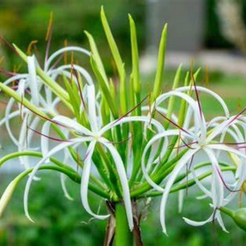 Crinum Asiaticum