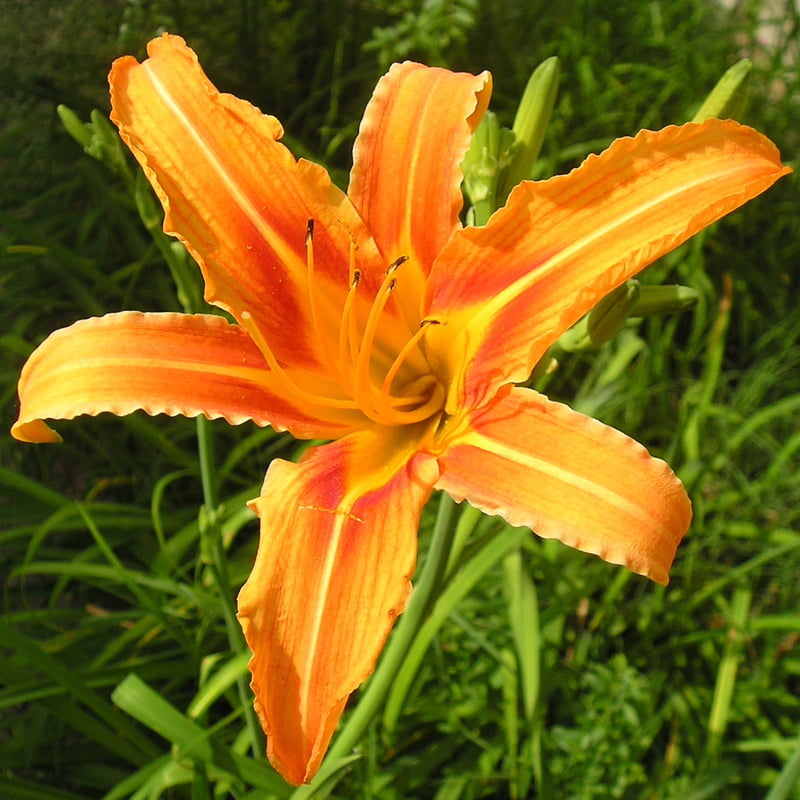 Day Lily