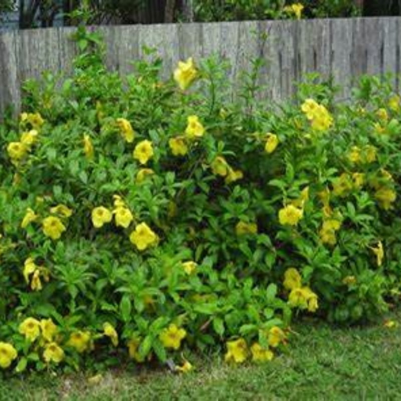 Dwarf Allamanda