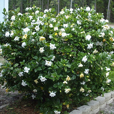 Gardenia Spp.