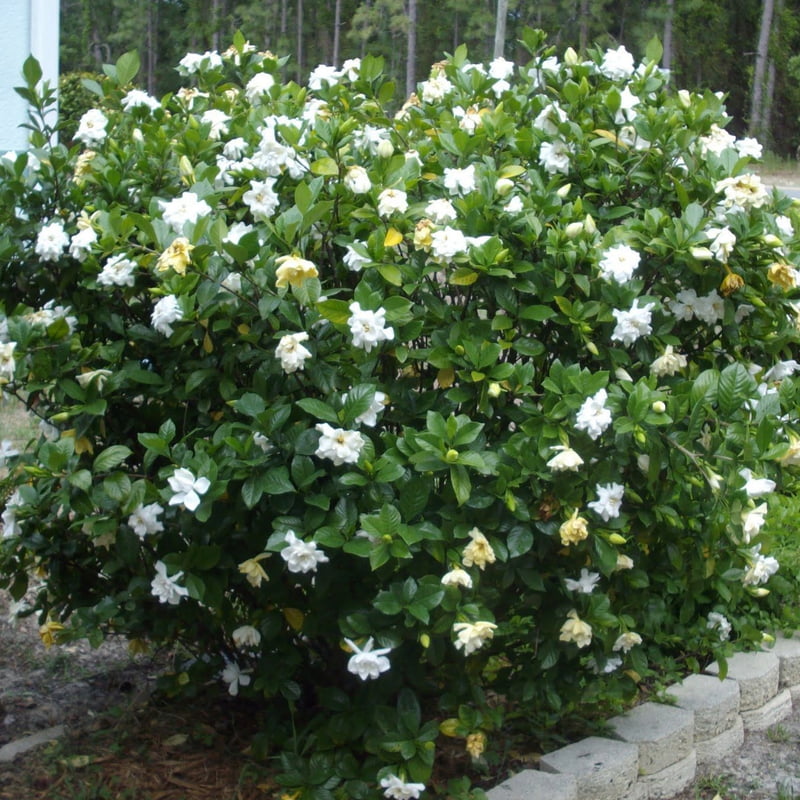 Gardenia Spp.