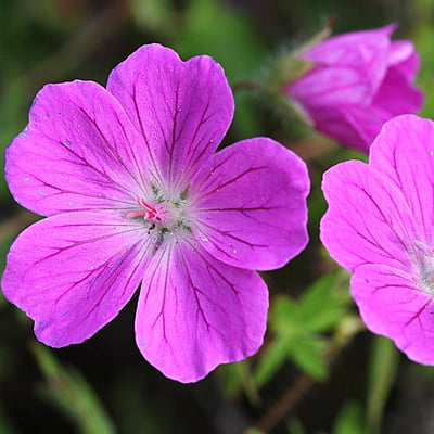 Geranium Spp.