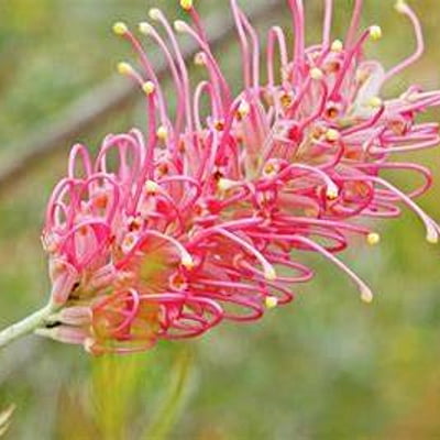 Grevillea Spp. (Flowering Hybrids)