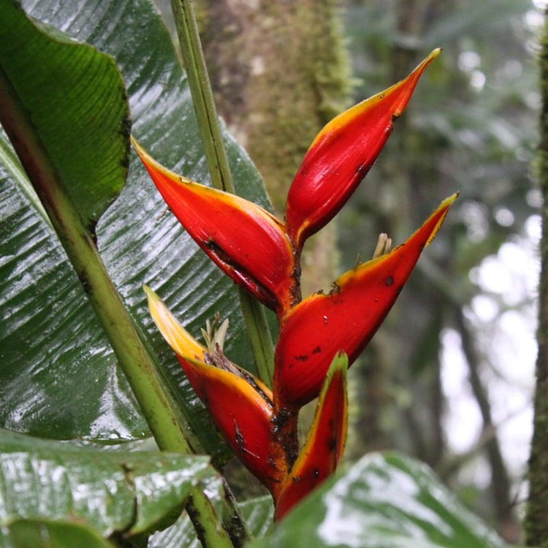 Heliconia Spp.