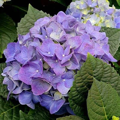 Hydrangea Spp.