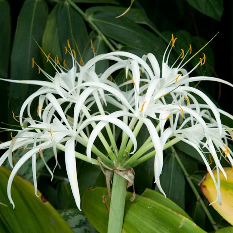 Hymenocallis Speciosa