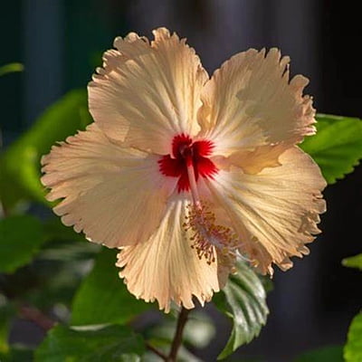 Indian Hibiscus