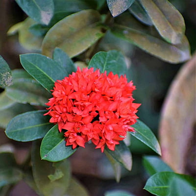 Ixora Dwarf