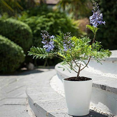 Jacaranda Bonsai Blue