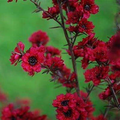 Leptospermum Burgundy Queen