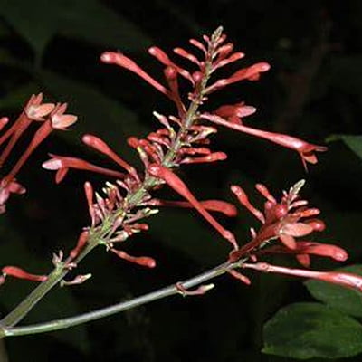 Odontonema Rubra