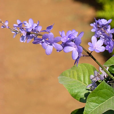 Petrea Arborea