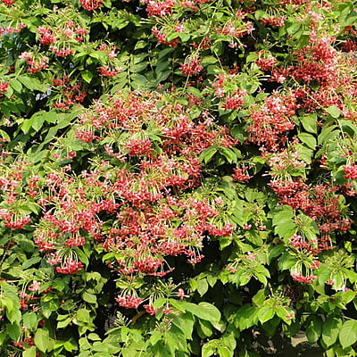 Quisqalis Indica Shrub