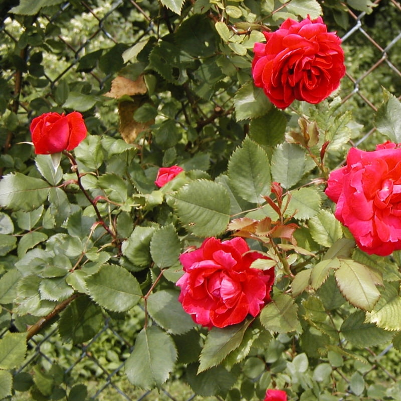 Rosa Spp. (Rose - Named Varieties)