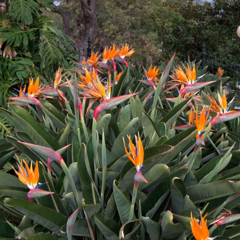 Sterlitzia Reginae