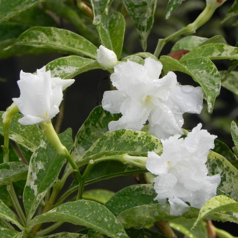 Tabernaemontana Variegated