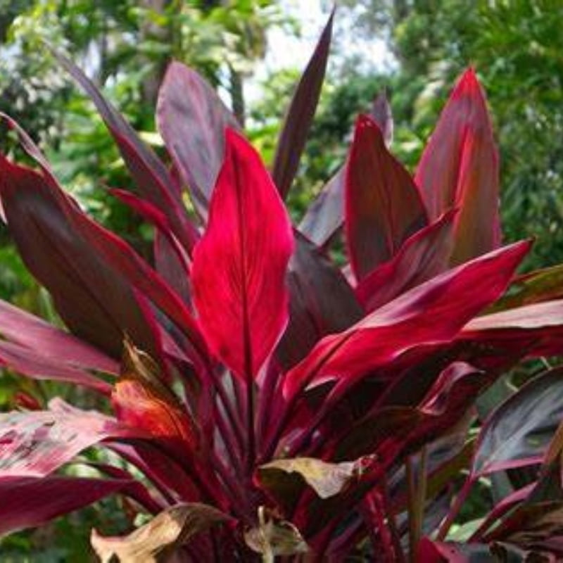 Cordyline Spp. (Multiple Varieties)