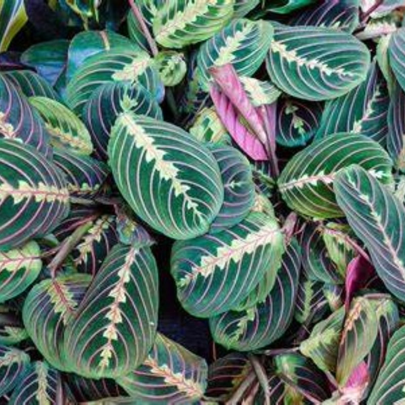 Maranta Spp. (Multiple Varieties)