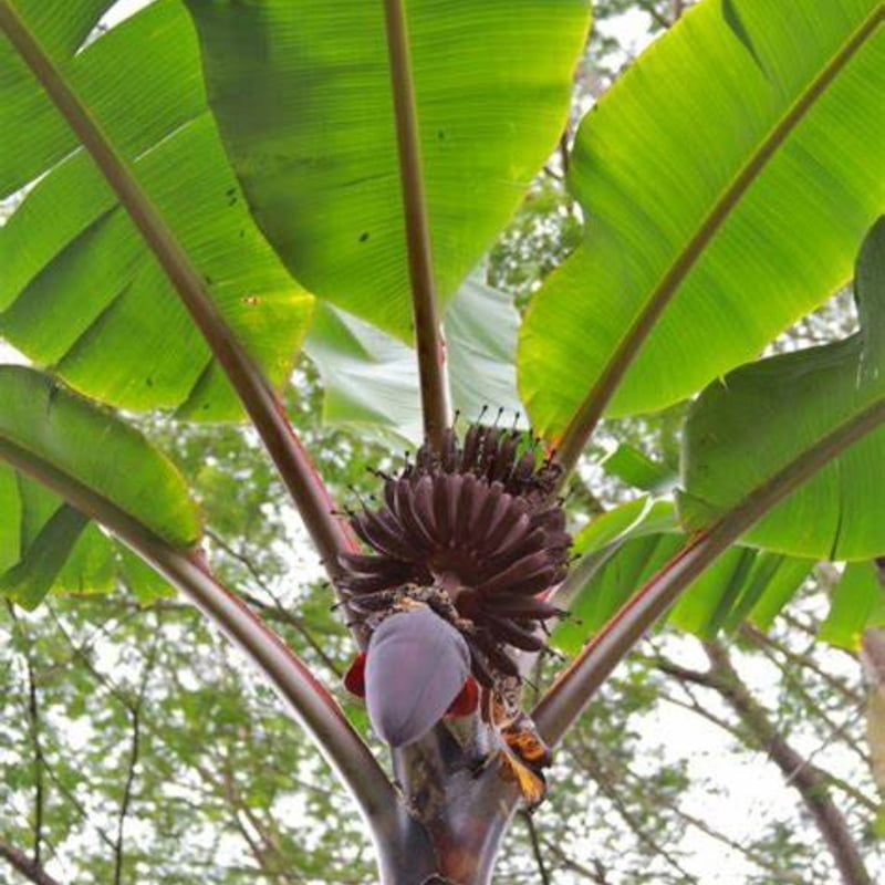 Musa Spp. (Multiple Varieties)