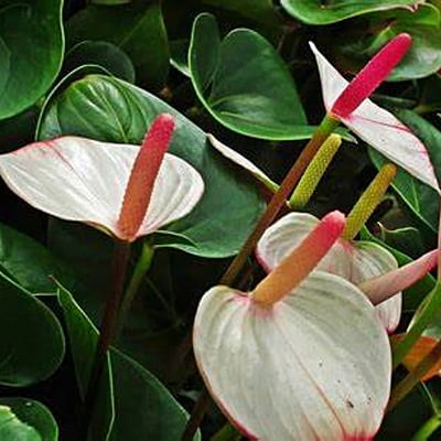 Anthurium Spp. (Multiple Varieties)