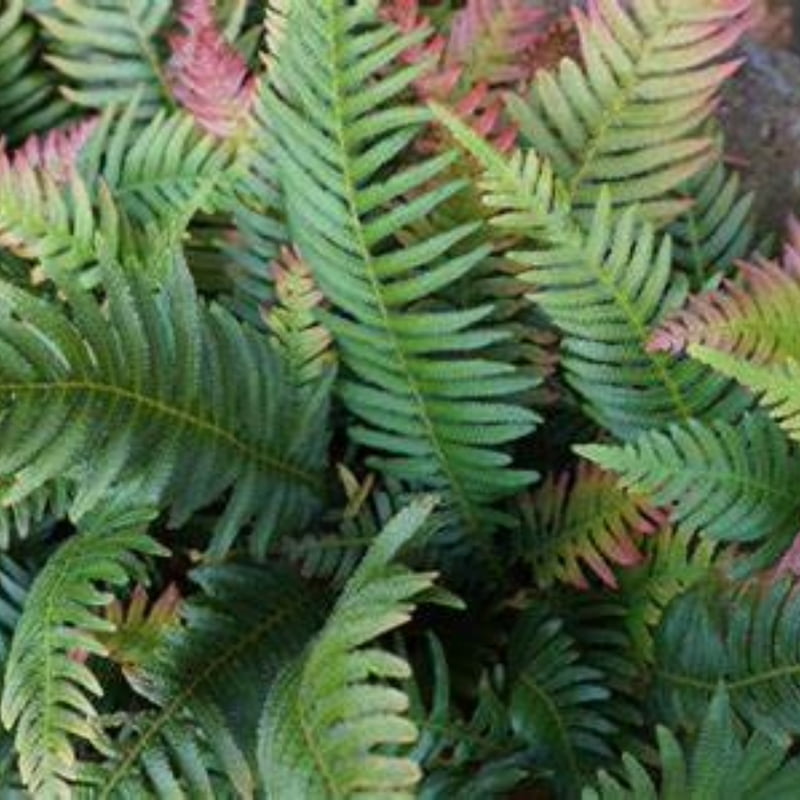 Ferns (Multiple Varieties)