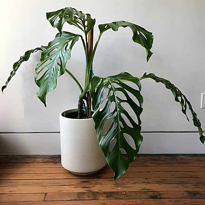 Monstera Spp. (Multiple Varieties)