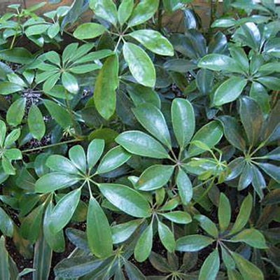 Schefflera Spp.