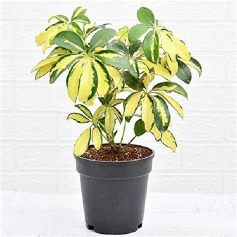 Schefflera Spp. Variegated