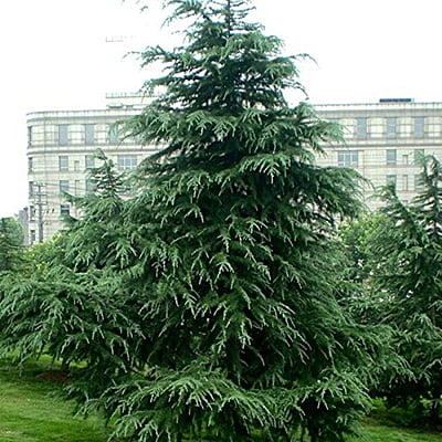 London Pine