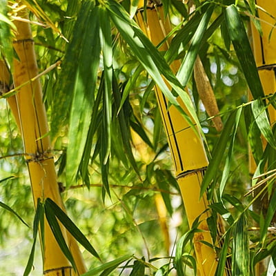 Golden Bamboo