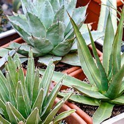 Agave Spp. (Multiple Varieties)