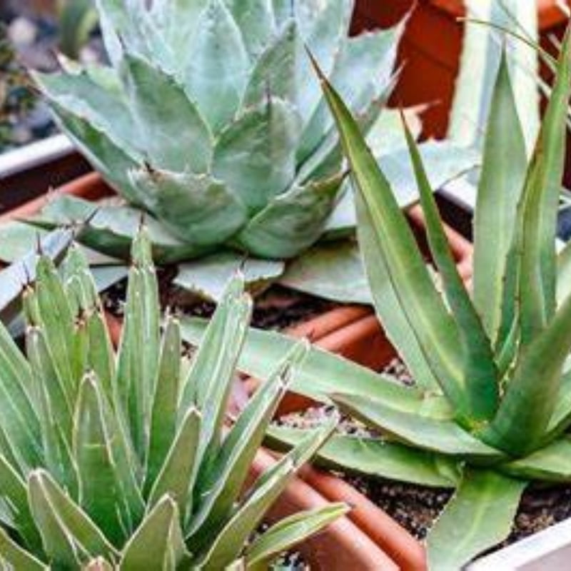 Agave Spp. (Multiple Varieties)