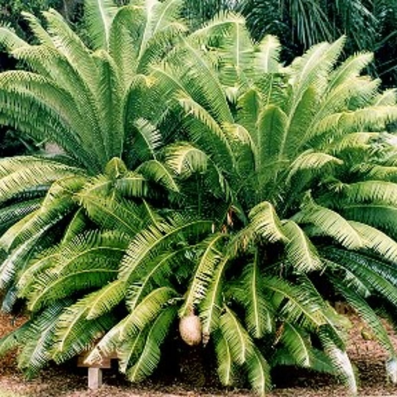 Dioon Spp. (Multiple Varieties)