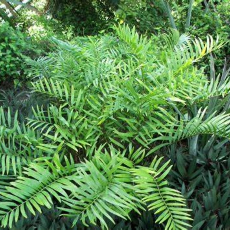 Zamia Spp. (Multiple Varieties)