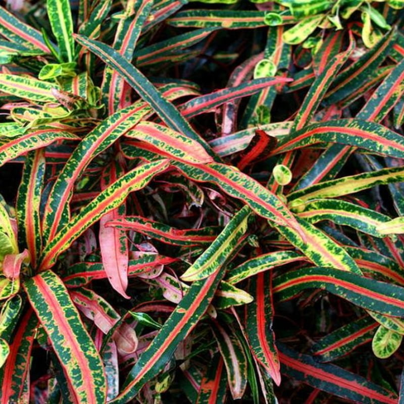 Croton Spp. (Multiple Varieties)