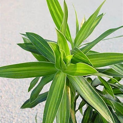 Song of Jamaica (Foliage Shrub)